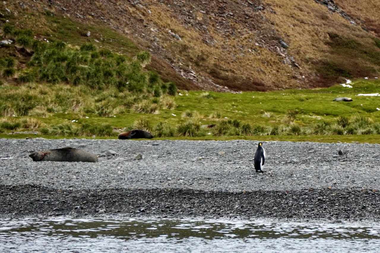 Fortuna Bay South Georgia - 34.jpeg