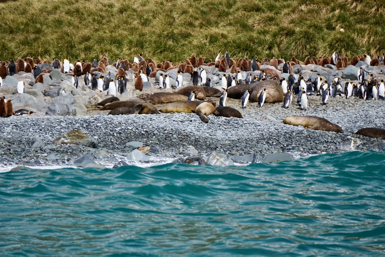 Royal Bay South Georgia - 22.jpeg