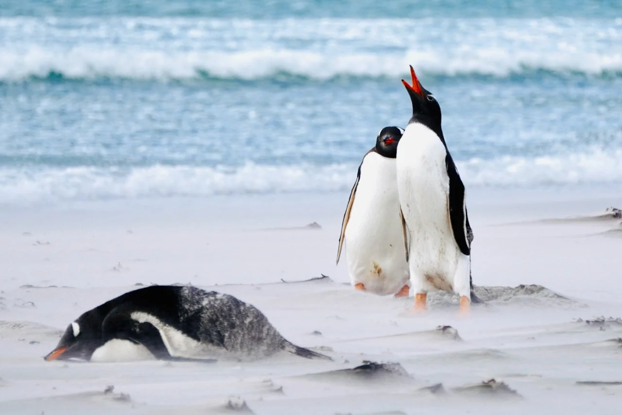 Falklands - 144.jpeg