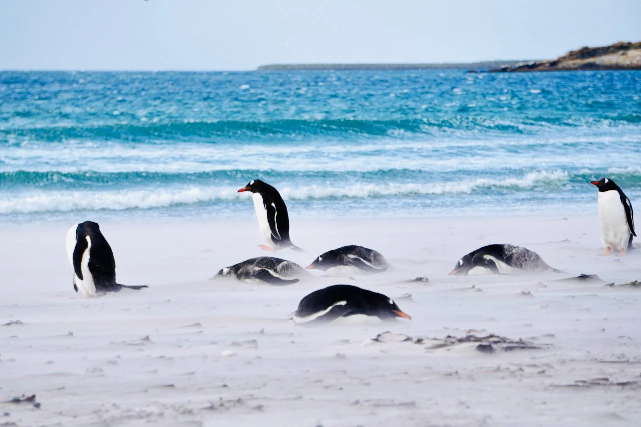 Falklands - 148.jpeg