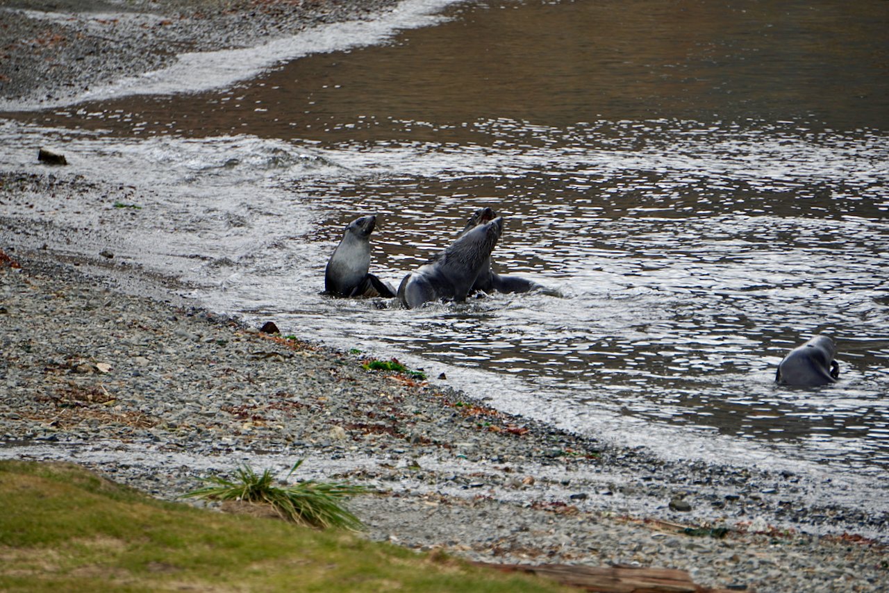 Grytviken South Georgia - 70.jpeg