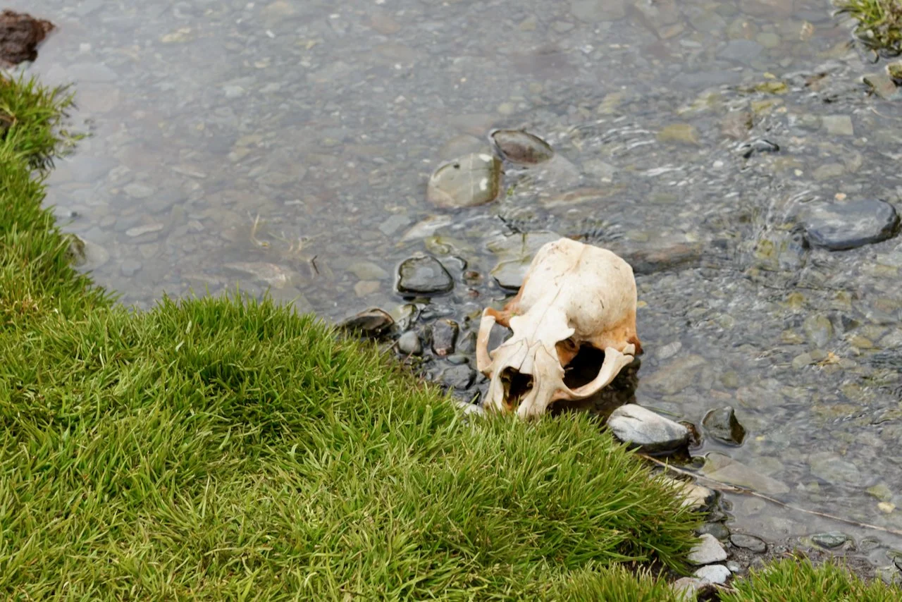 Grytviken South Georgia - 51.jpeg