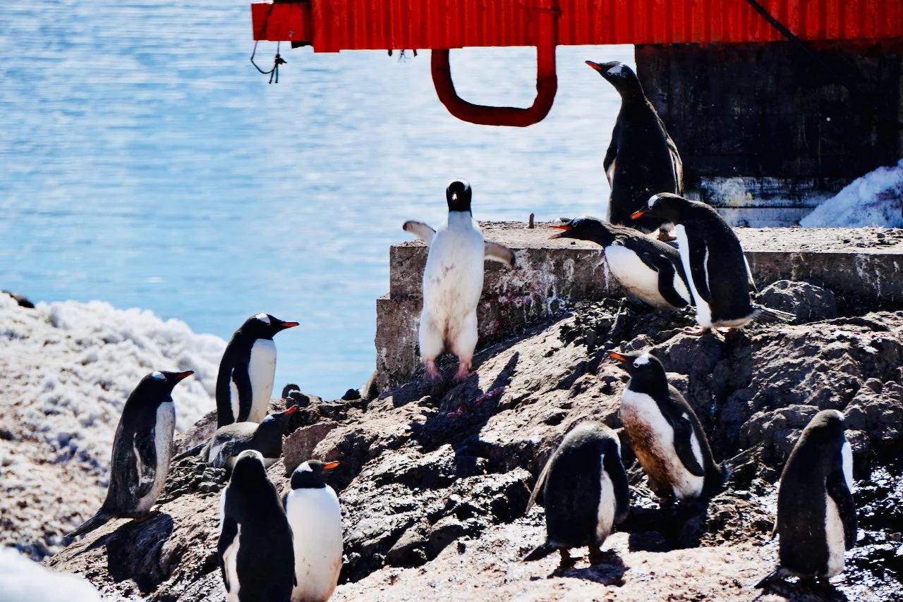 Brown Station Paradise Harbour - 34.jpeg