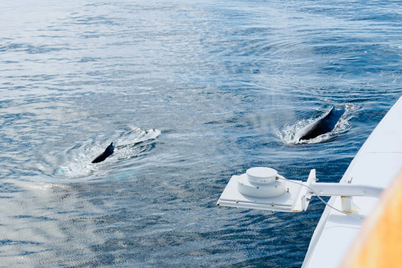 Elephant Island Sea Ice Humpback + Fin Whales - 136.jpeg