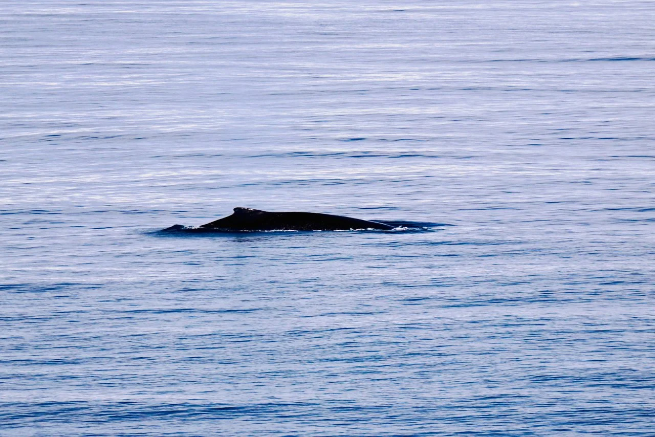 Elephant Island Sea Ice Humpback + Fin Whales - 69.jpeg