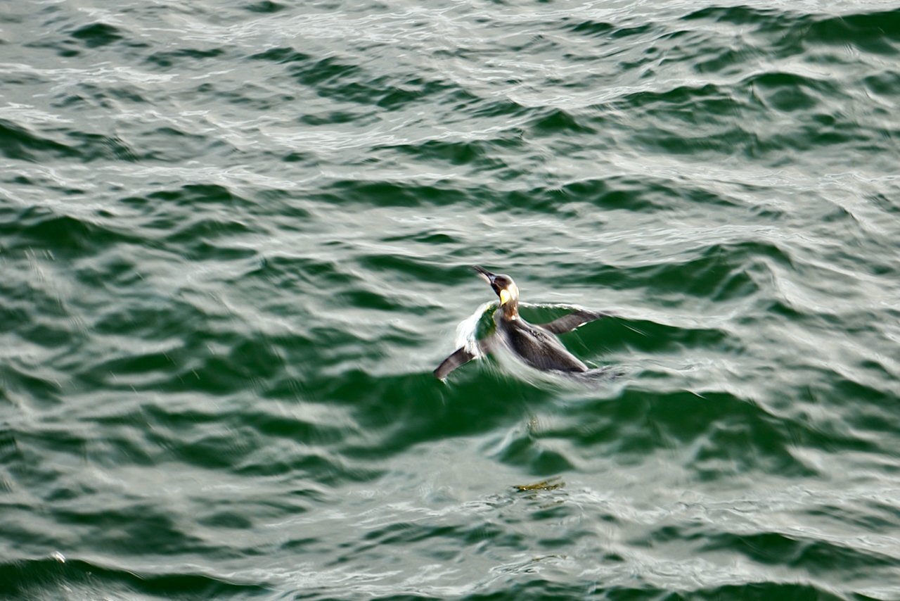 Grytviken South Georgia Scenery - 27.jpeg
