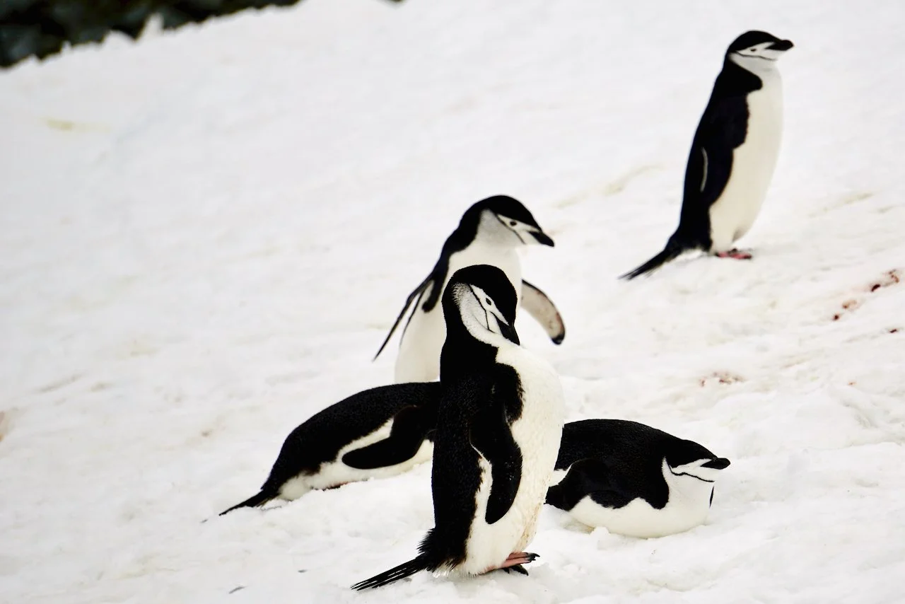 Half Moon Bay Antarctica - 19.jpeg