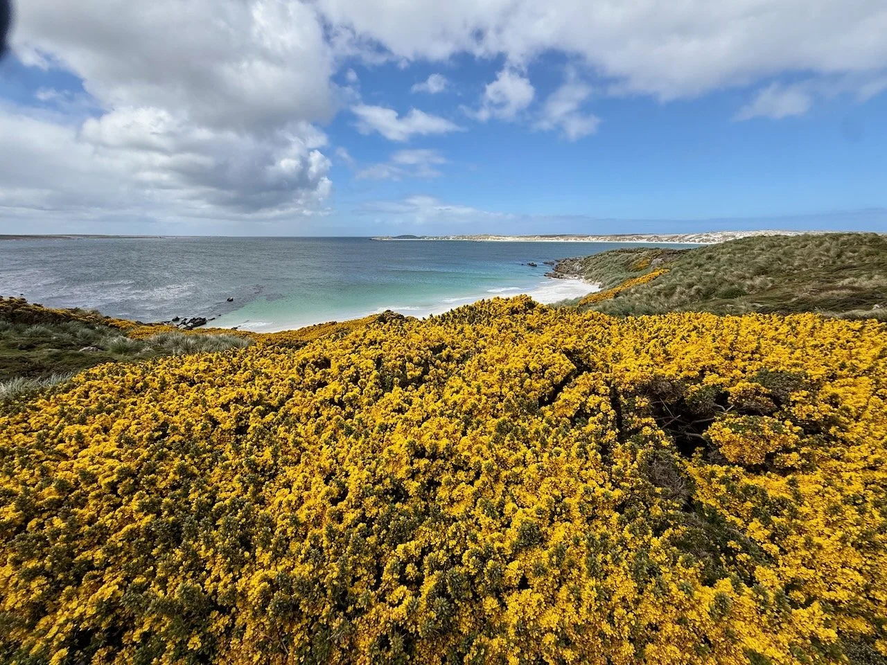 BT Falklands R2 - 3.jpeg