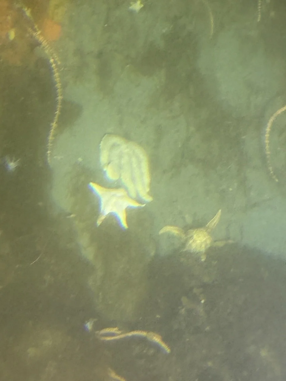 Half Moon Bay R2 - 8.jpeg