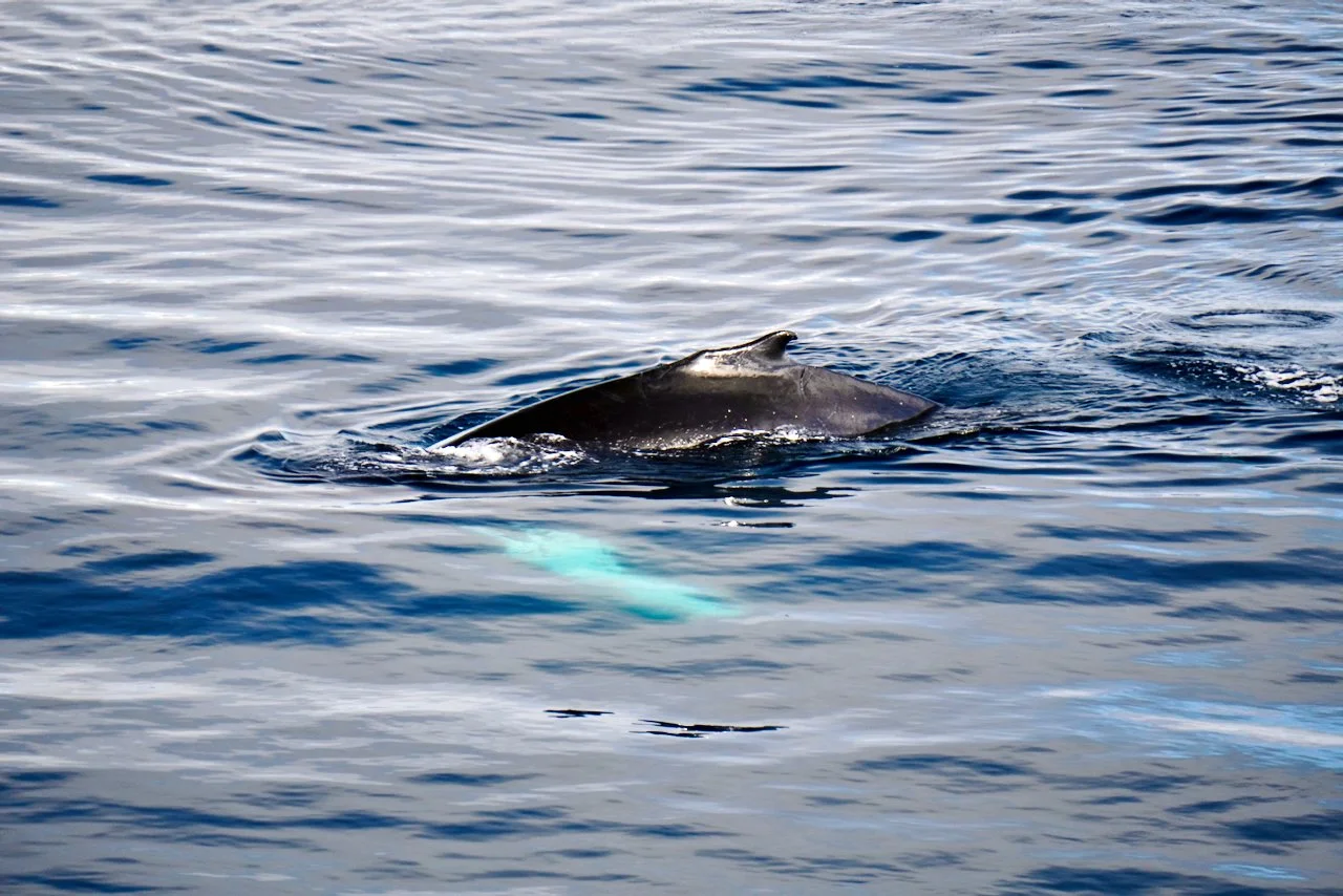 Elephant Island Sea Ice Humpback + Fin Whales - 103.jpeg