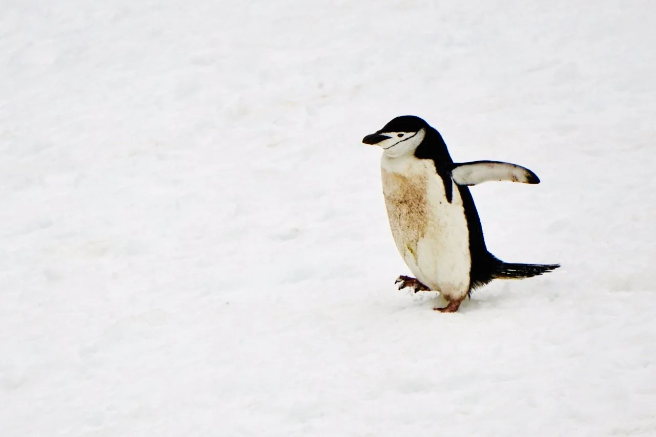 Half Moon Bay Antarctica - 53.jpeg