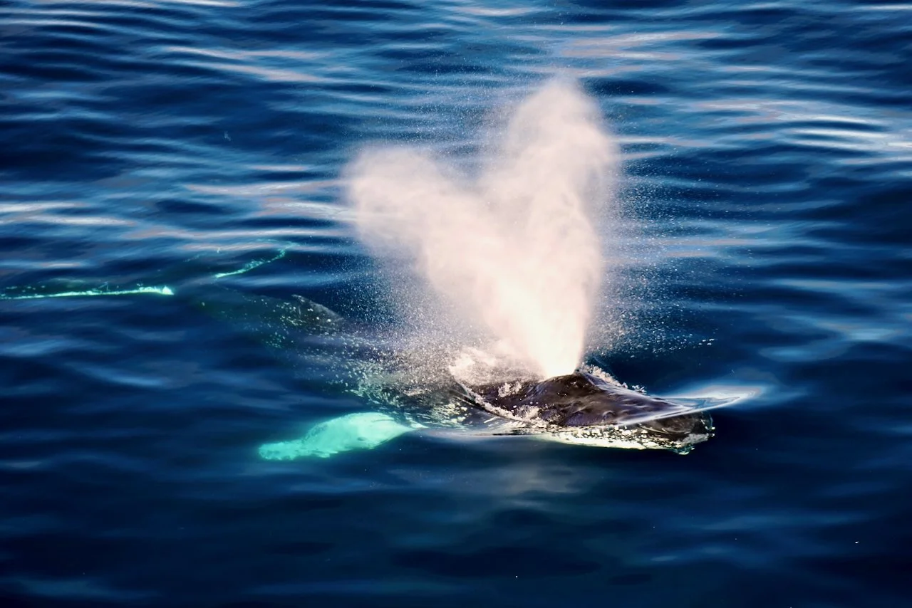 Elephant Island Sea Ice Humpback + Fin Whales - 88.jpeg