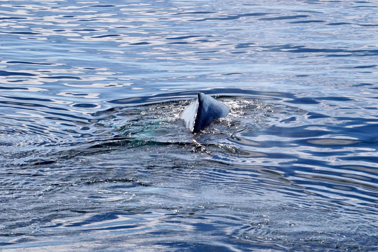 Elephant Island Sea Ice Humpback + Fin Whales - 101.jpeg