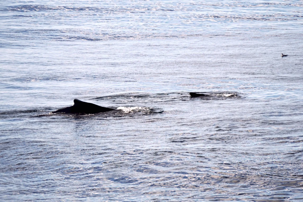 Elephant Island Sea Ice Humpback + Fin Whales - 118.jpeg