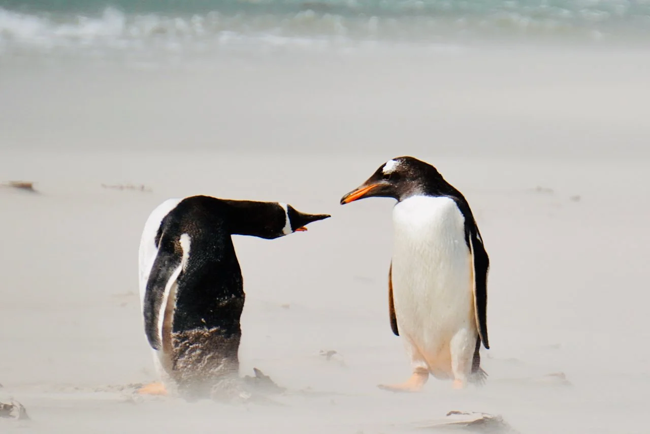 Falklands - 176.jpeg