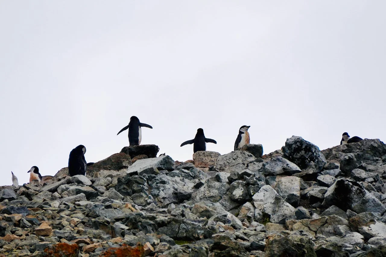 Half Moon Bay Antarctica - 15.jpeg