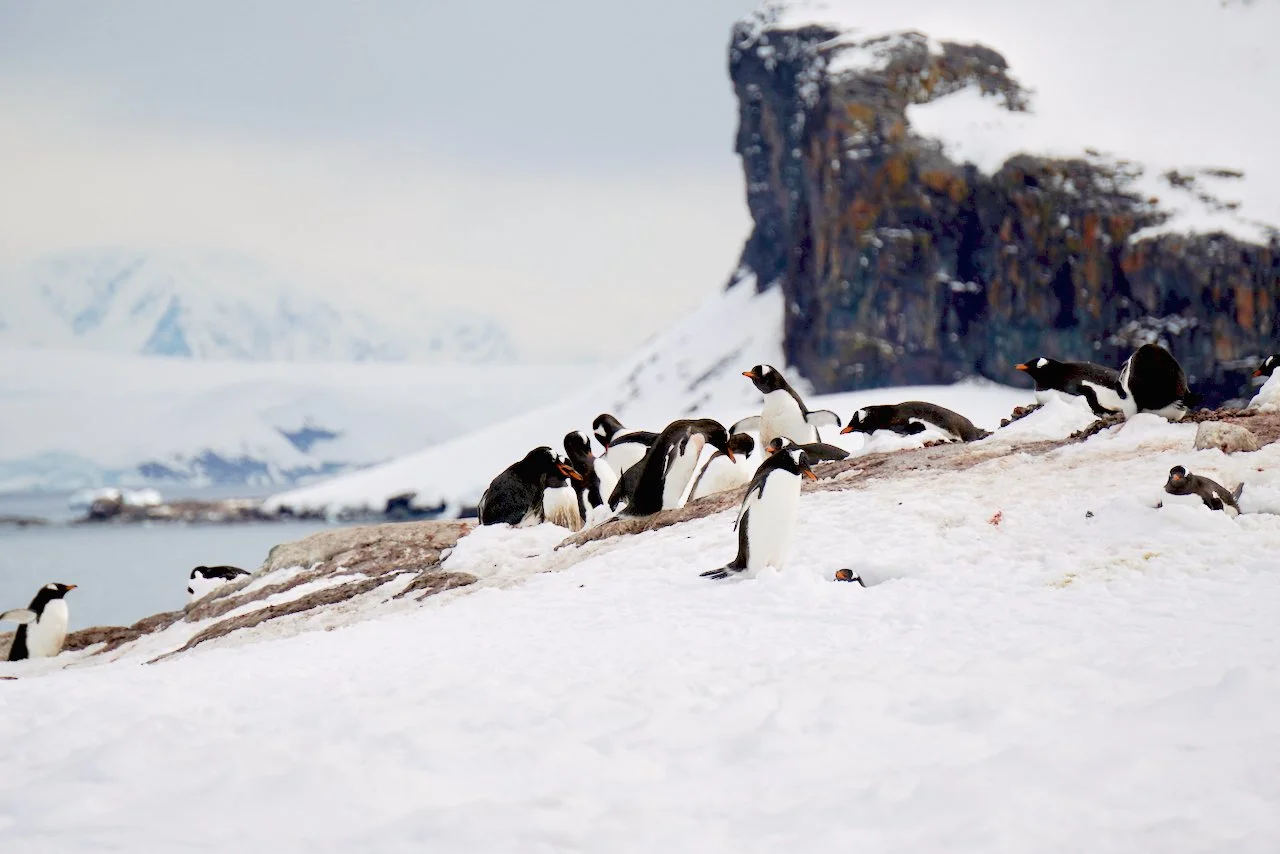 DHainaut Island Mikkelson Harbour - 37.jpeg