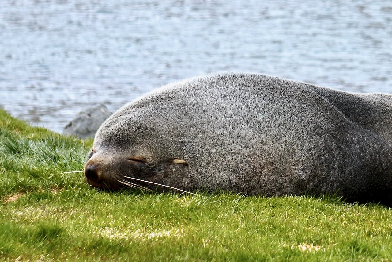 Grytviken South Georgia - 46.jpeg