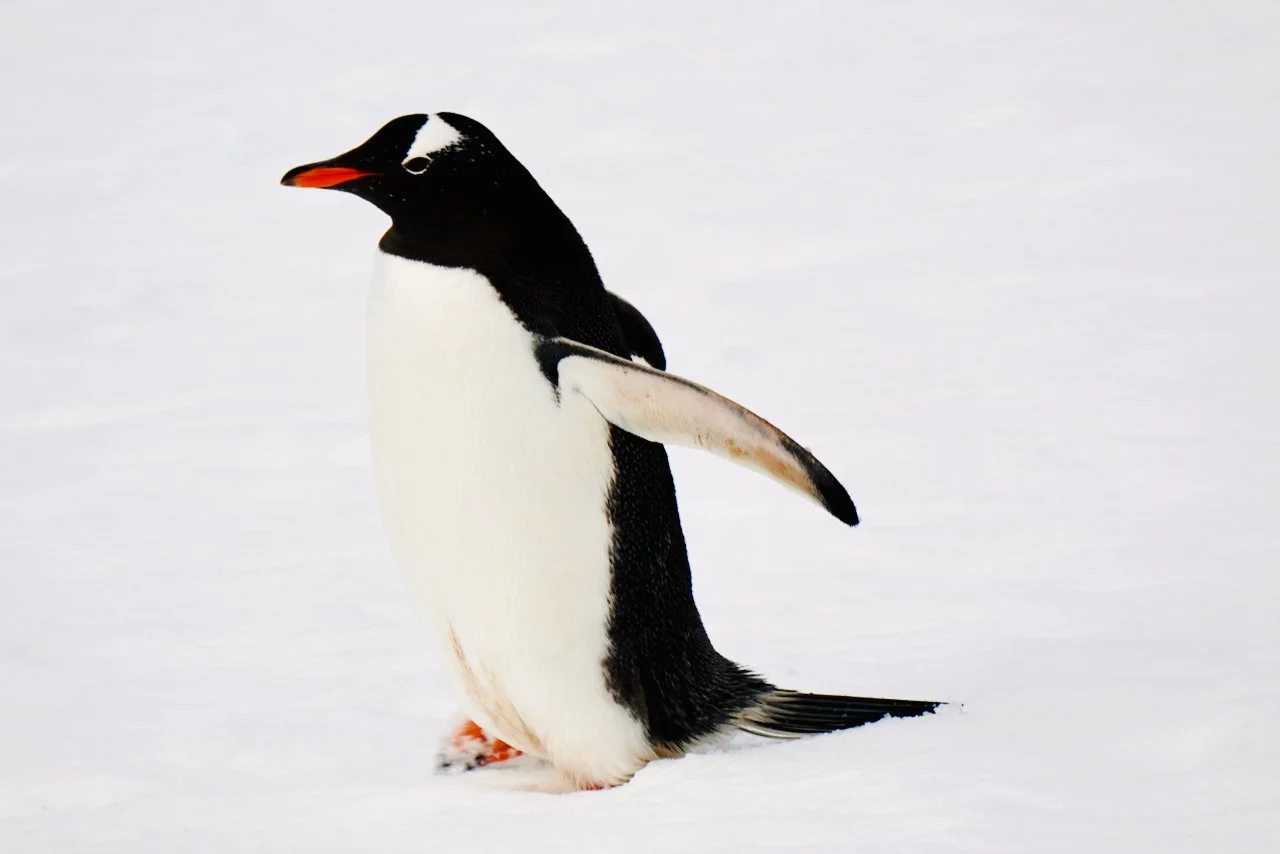 DHainaut Island Mikkelson Harbour - 42.jpeg