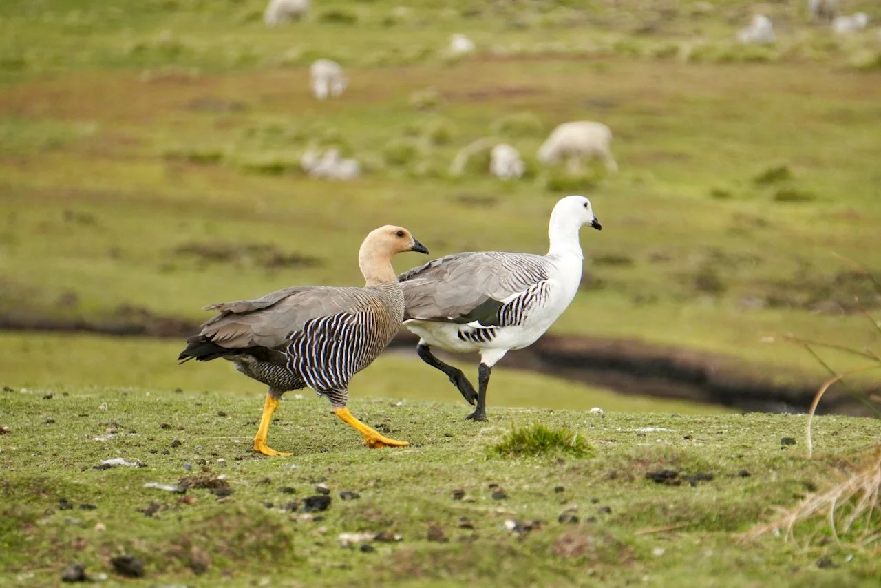 Upland geese - the male is white, and the female is brown. They are generally monogamous, so we almost always saw them in pairs.