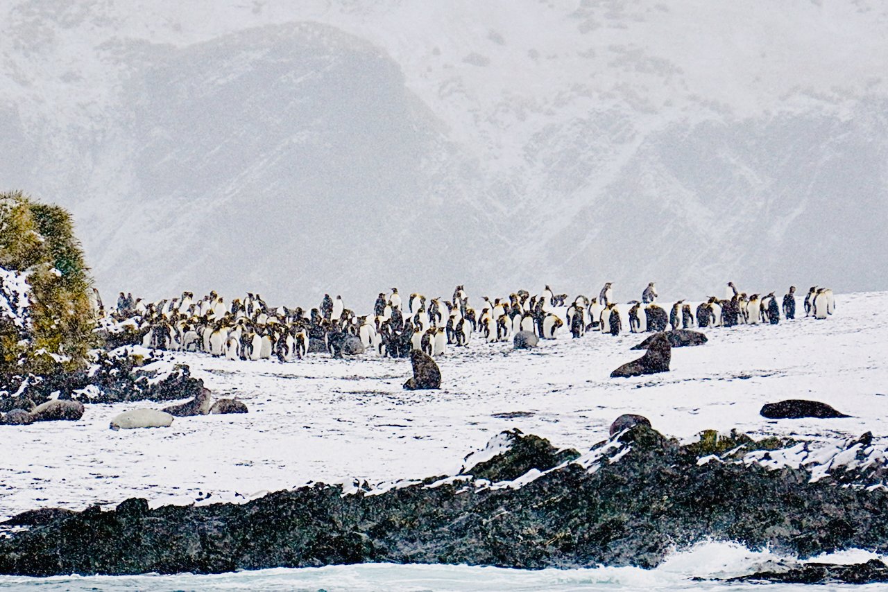 Fortuna Bay South Georgia - 4.jpeg