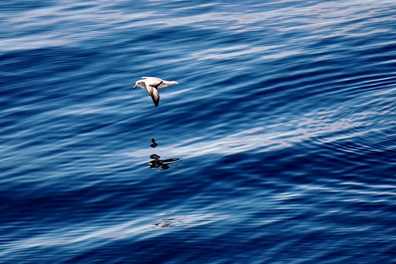 Elephant Island Sea Ice Humpback + Fin Whales - 58.jpeg