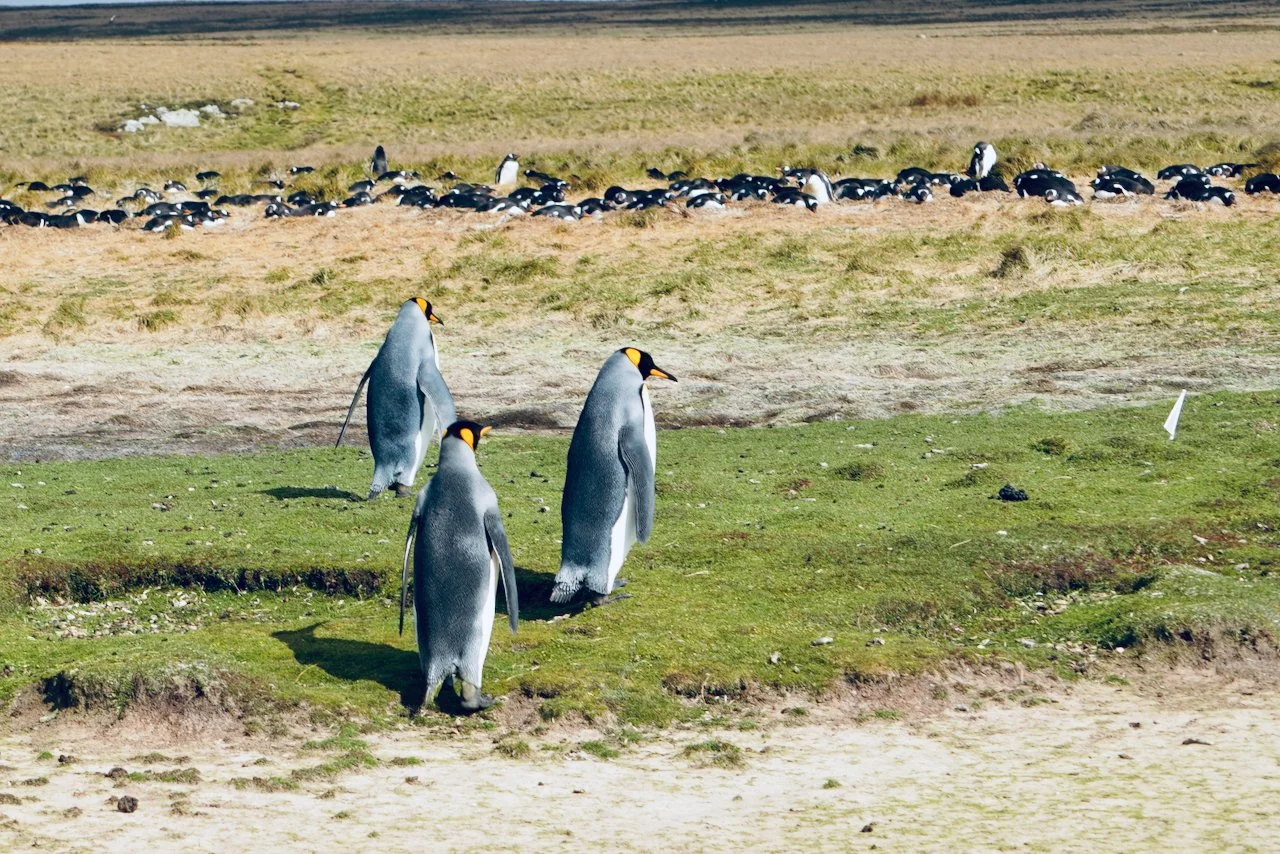 Falklands - 2.jpeg