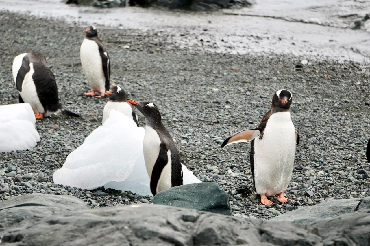 DHainaut Island Mikkelson Harbour - 105.jpeg