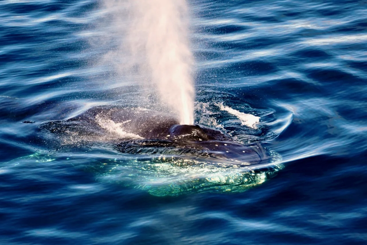 Elephant Island Sea Ice Humpback + Fin Whales - 85.jpeg