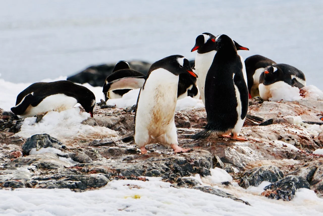 DHainaut Island Mikkelson Harbour - 27.jpeg