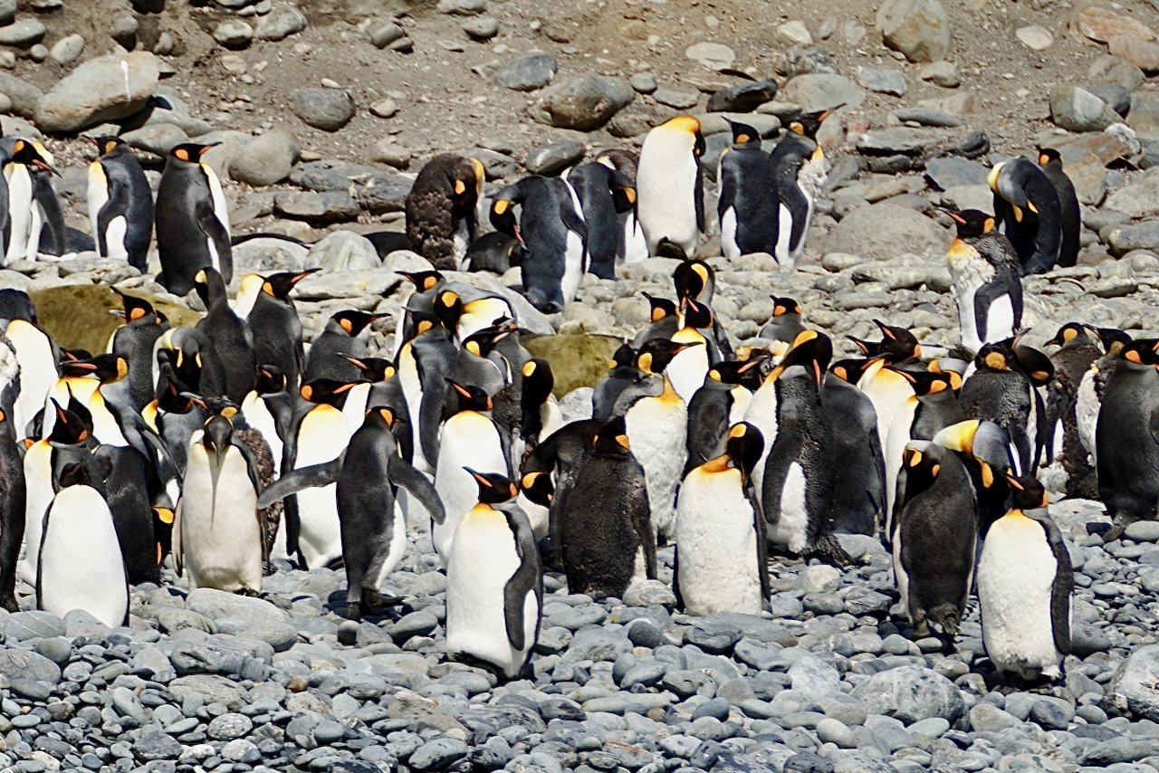 Royal Bay South Georgia - 39.jpeg