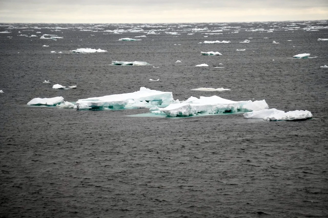 Elephant Island Sea Ice Humpback + Fin Whales - 23.jpeg