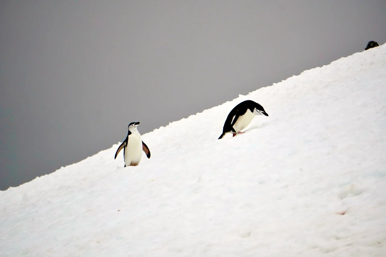 Half Moon Bay Antarctica - 23.jpeg