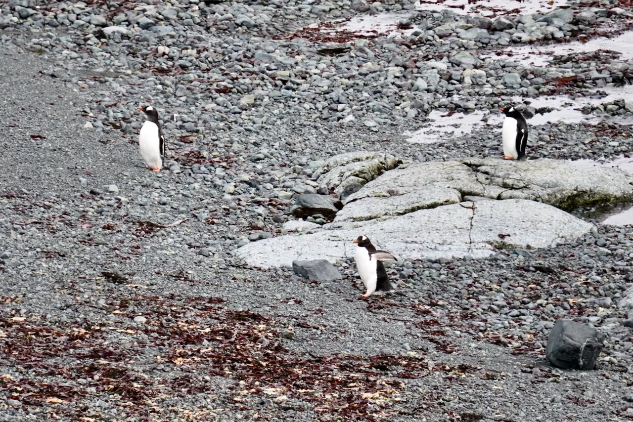 DHainaut Island Mikkelson Harbour - 50.jpeg