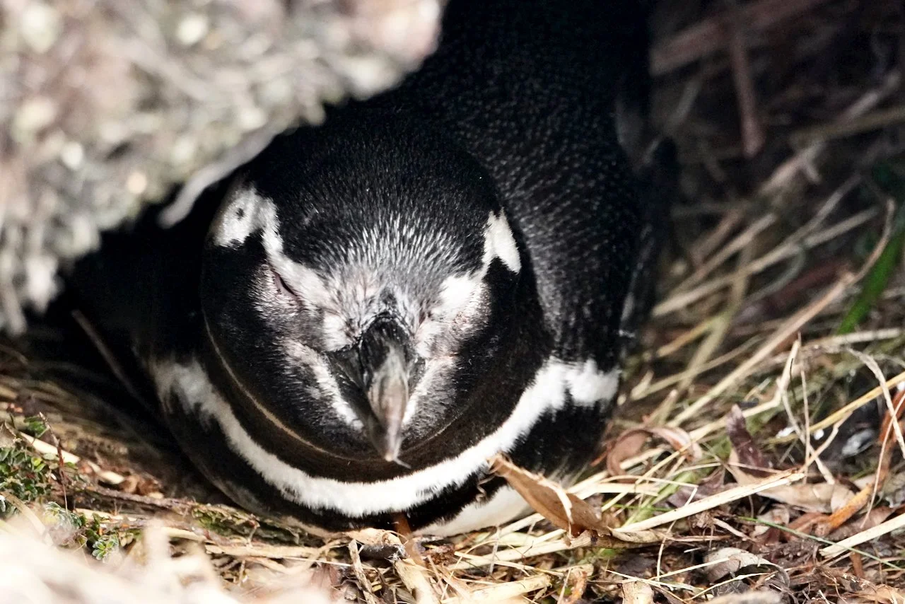 A mama Magellanic penguin nesting in a burrow.  