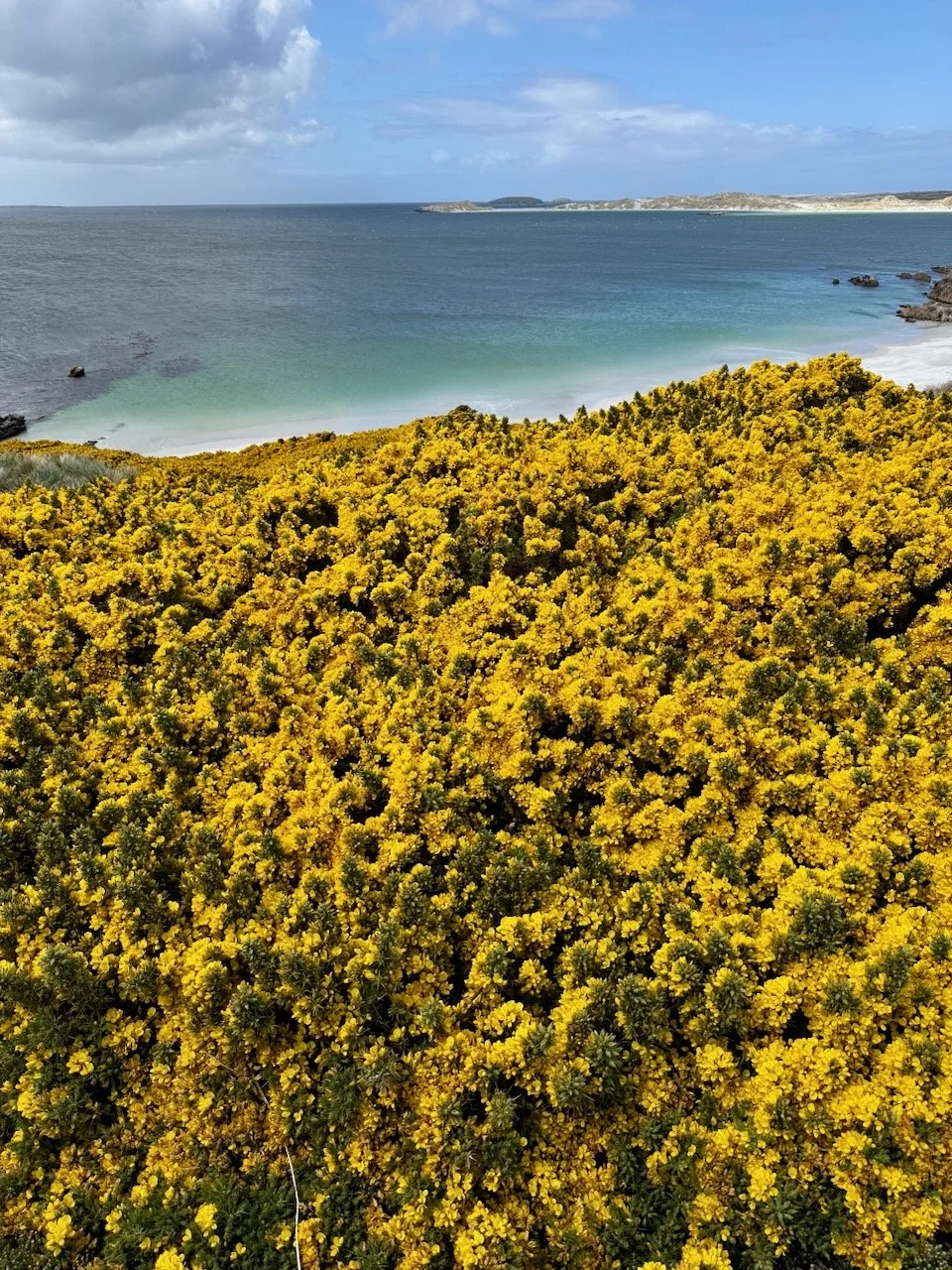 BT Falklands R2 - 1.jpeg