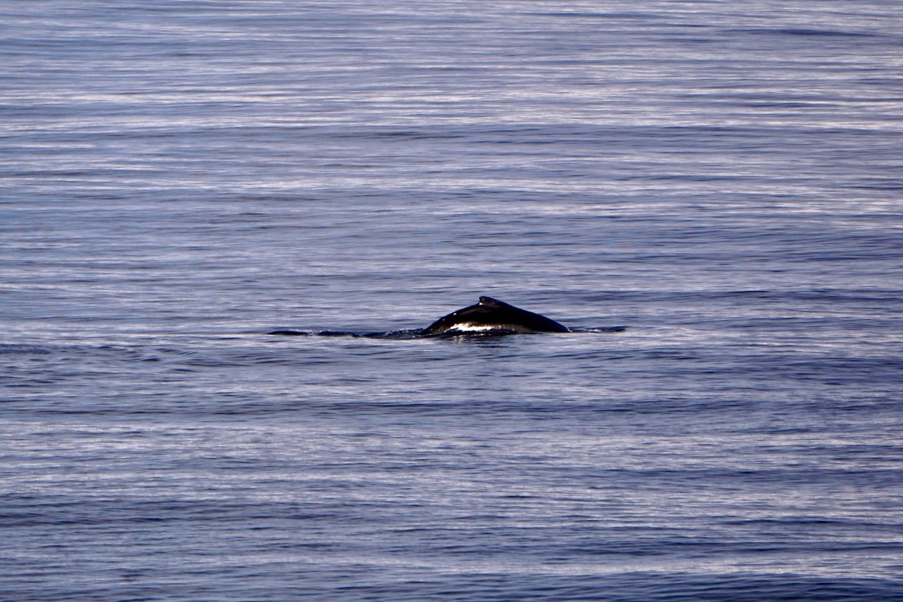 Elephant Island Sea Ice Humpback + Fin Whales - 67.jpeg