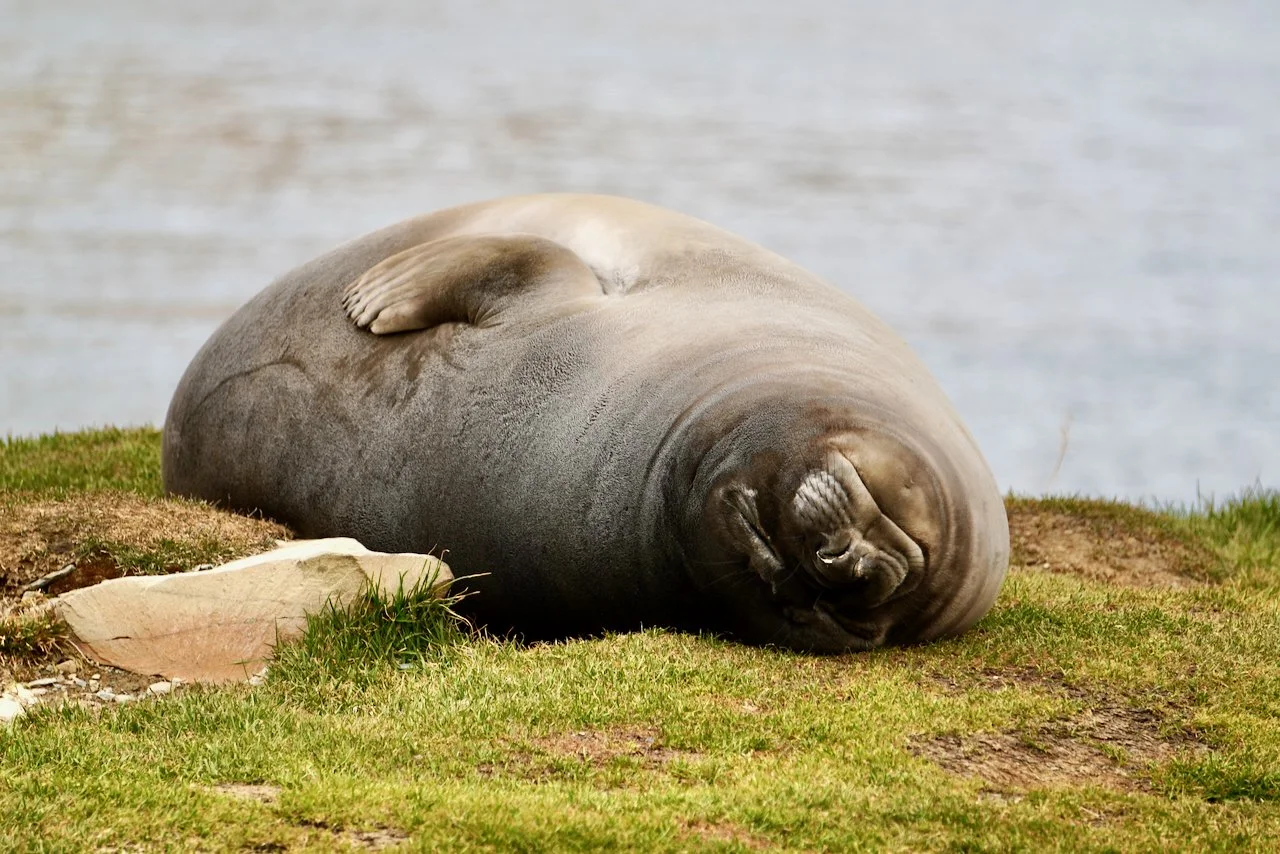 Grytviken South Georgia - 27.jpeg