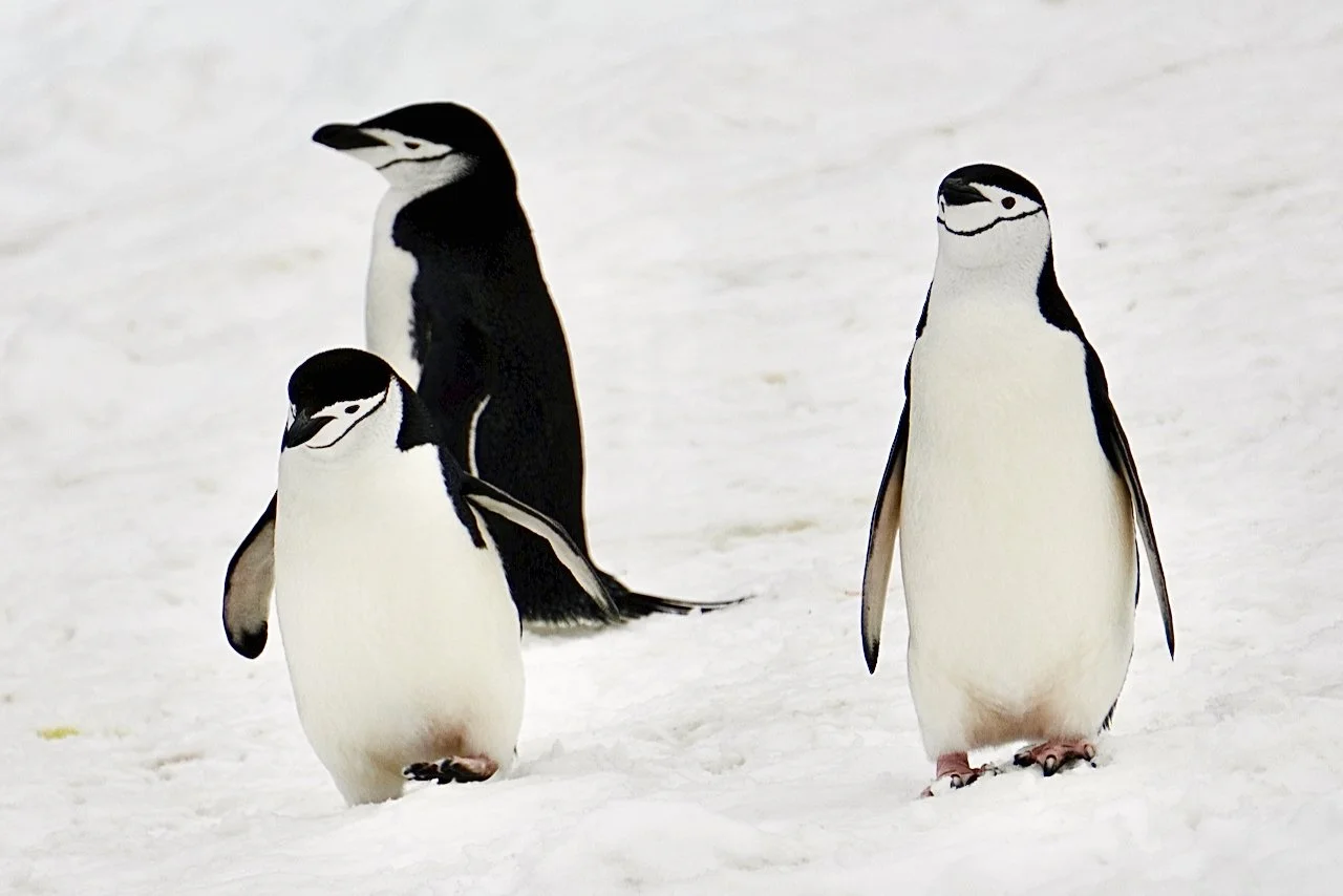 Half Moon Bay Antarctica - 48.jpeg