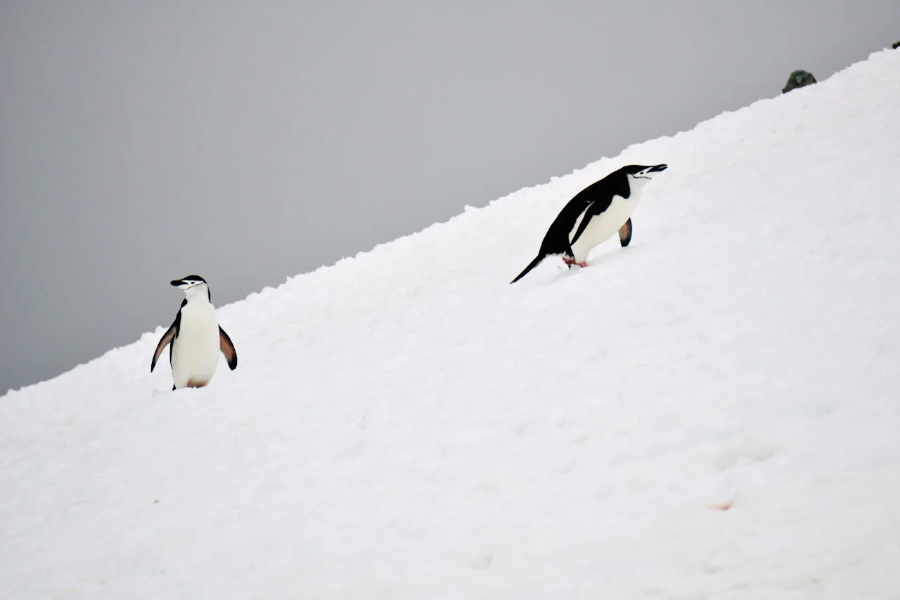 Half Moon Bay Antarctica - 24.jpeg