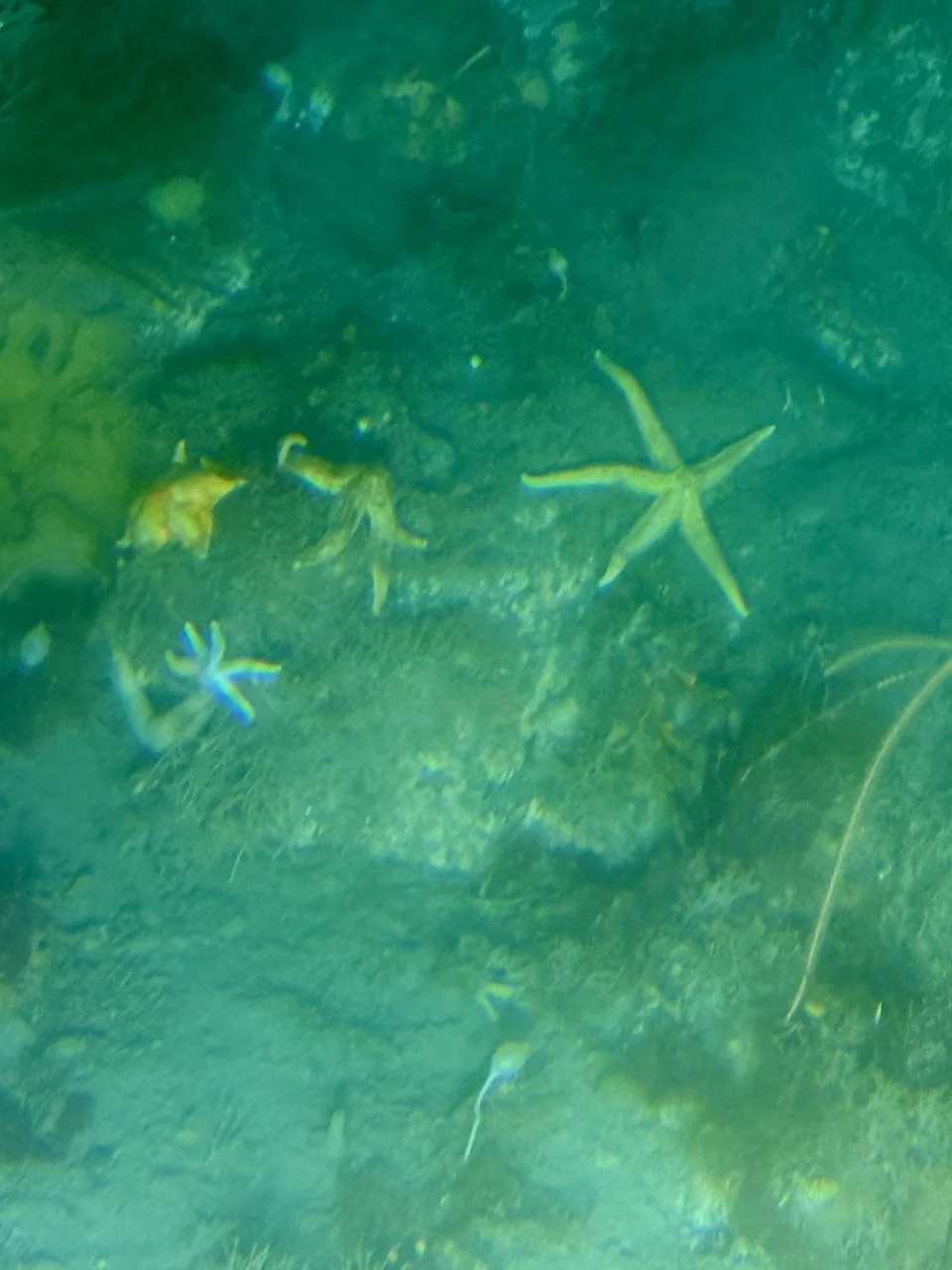 On other dives, some passengers saw an octopus and a cool jellyfish that lit up! 