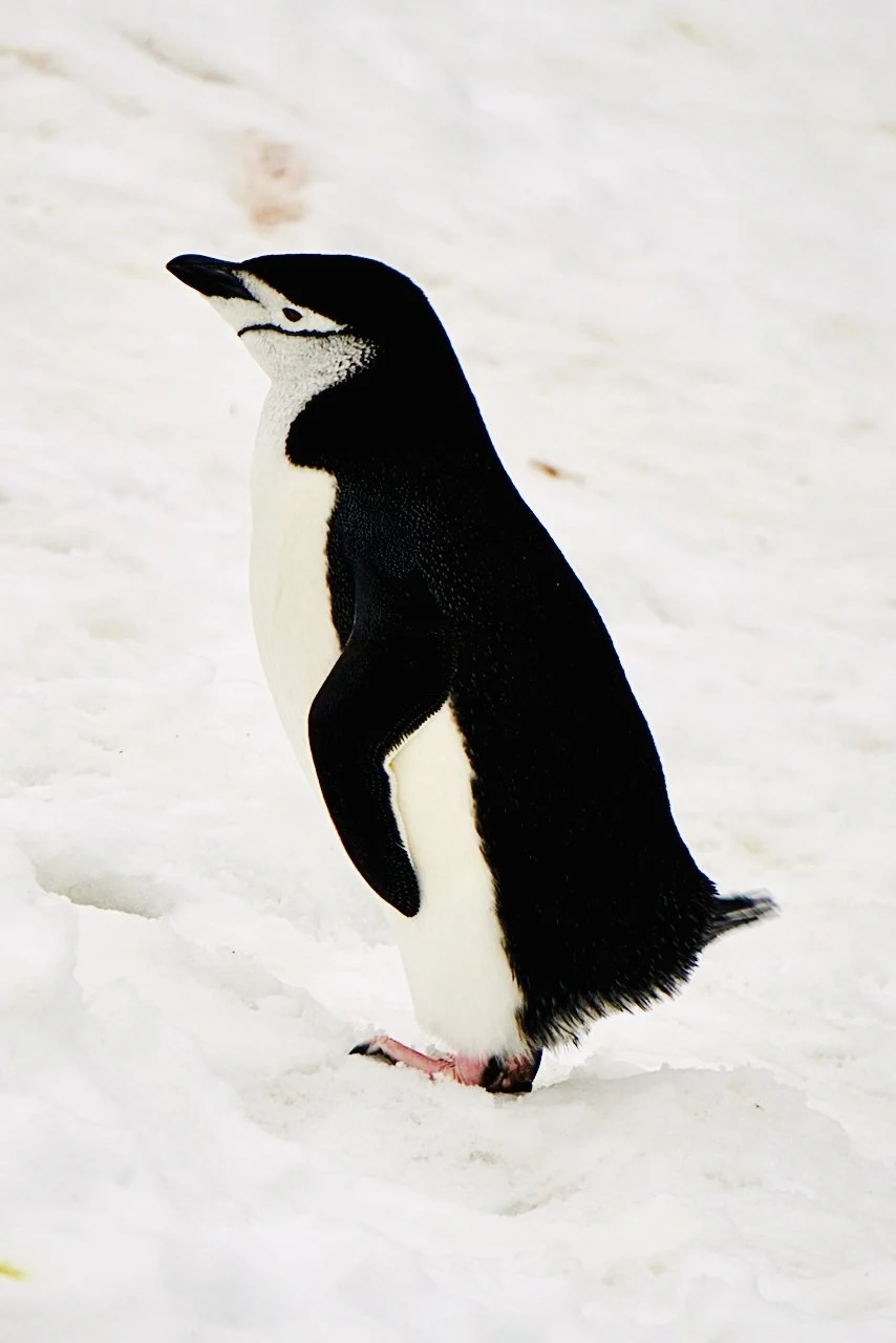 Half Moon Bay Antarctica - 67.jpeg