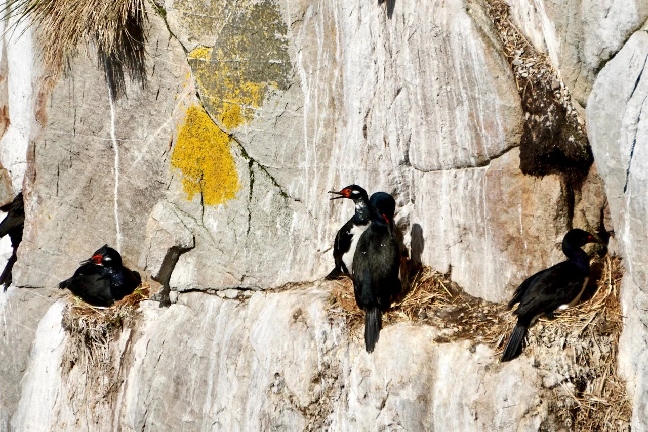 Falklands - 201.jpeg