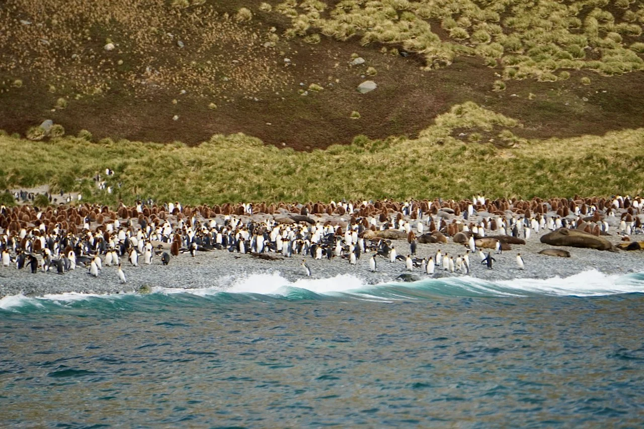 Royal Bay South Georgia - 10.jpeg