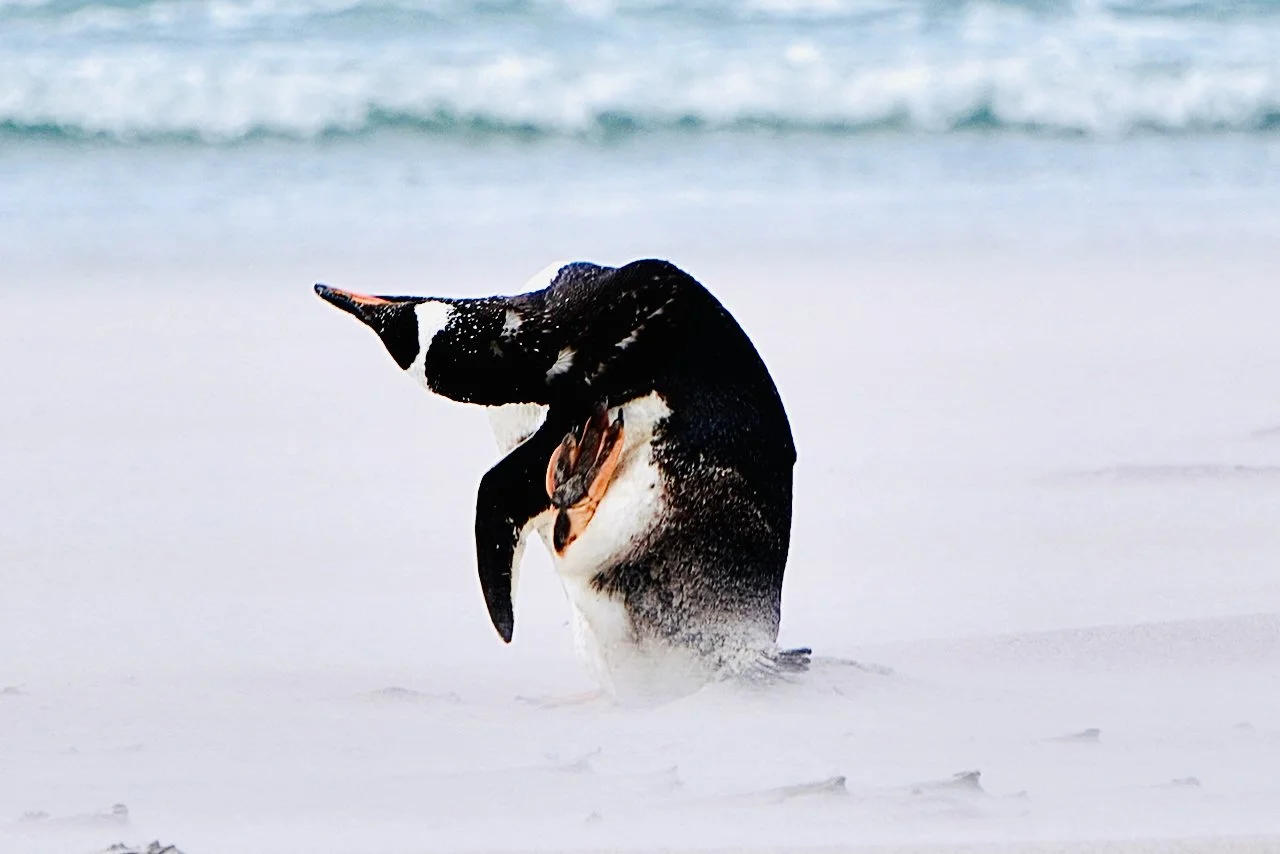 Falklands - 137.jpeg