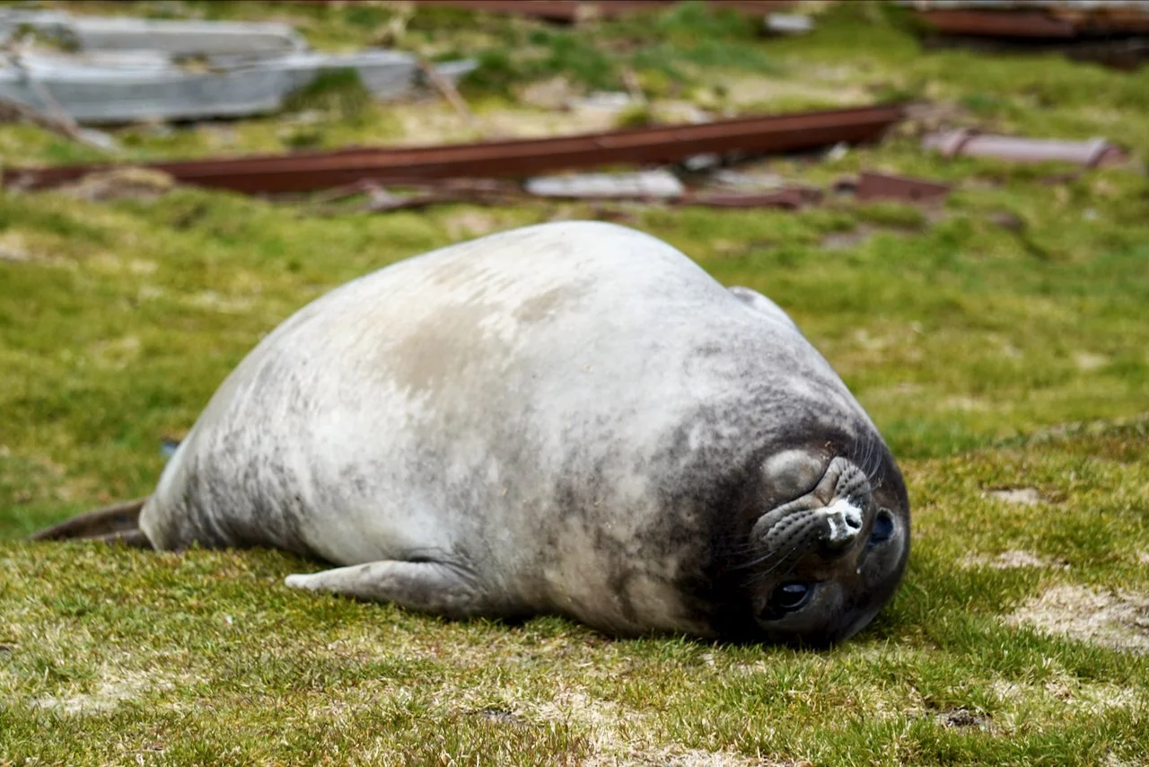 Grytviken South Georgia - 44.jpeg