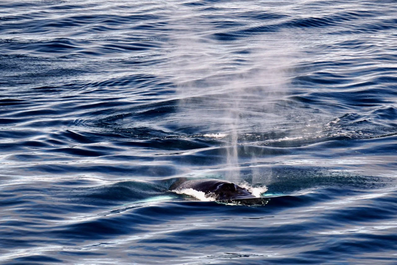 Elephant Island Sea Ice Humpback + Fin Whales - 77.jpeg