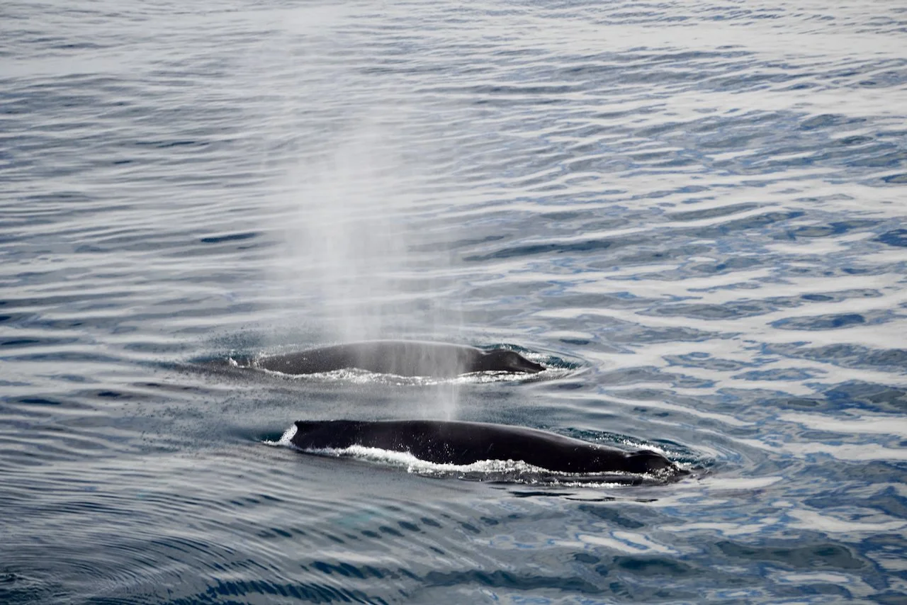 Elephant Island Sea Ice Humpback + Fin Whales - 143.jpeg