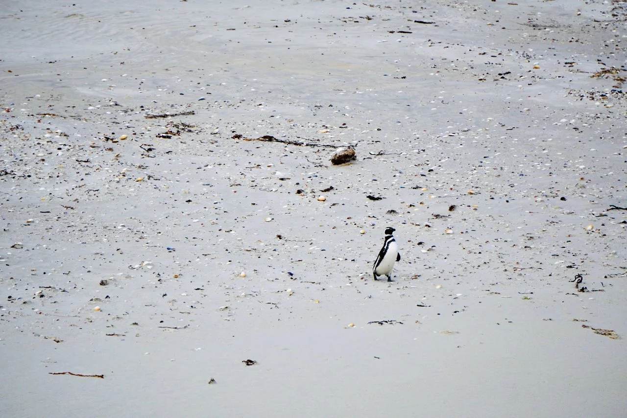 Falklands - 192.jpeg