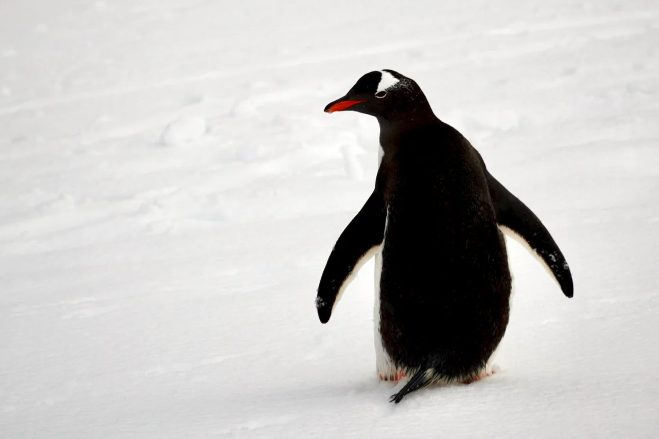 DHainaut Island Mikkelson Harbour - 57.jpeg